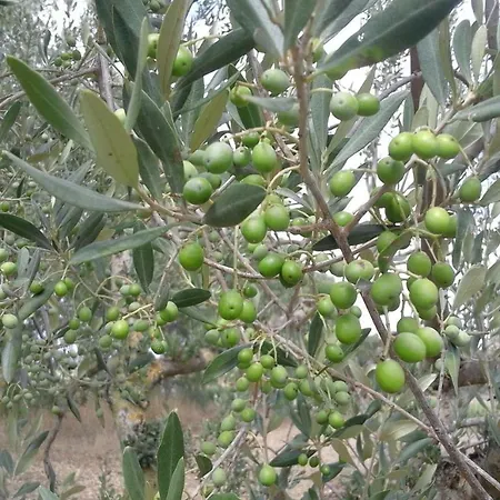 Poderi Di شقة Tragliatella
