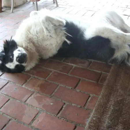 Poderi Di Appartement