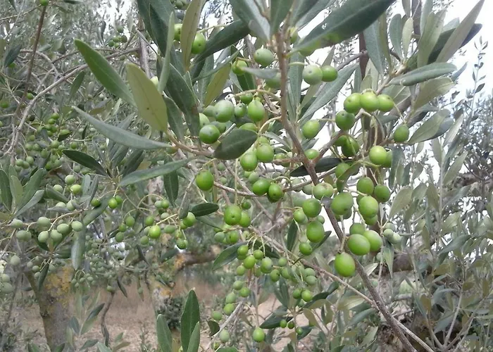 Poderi Di Διαμέρισμα Tragliatella