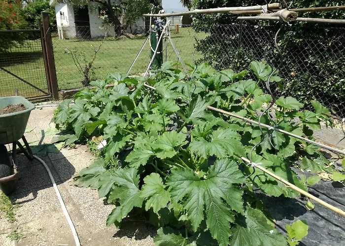 Poderi Di Tragliatella